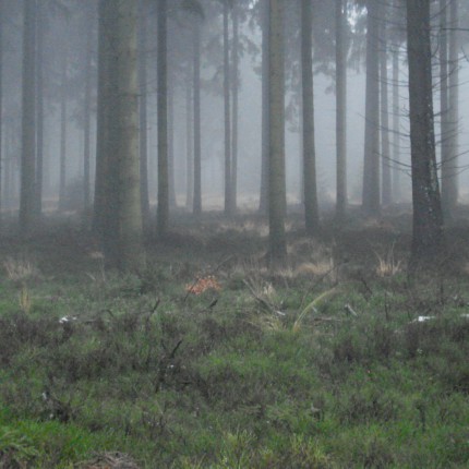 Hohes Venn-Gunther Geltinger